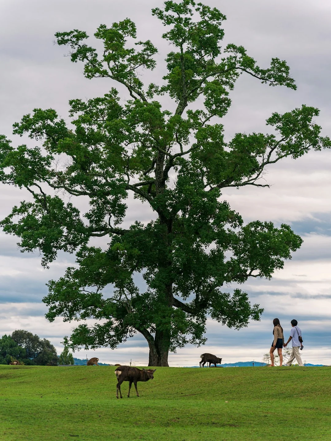 情侶在公園散步的浪漫約會場景