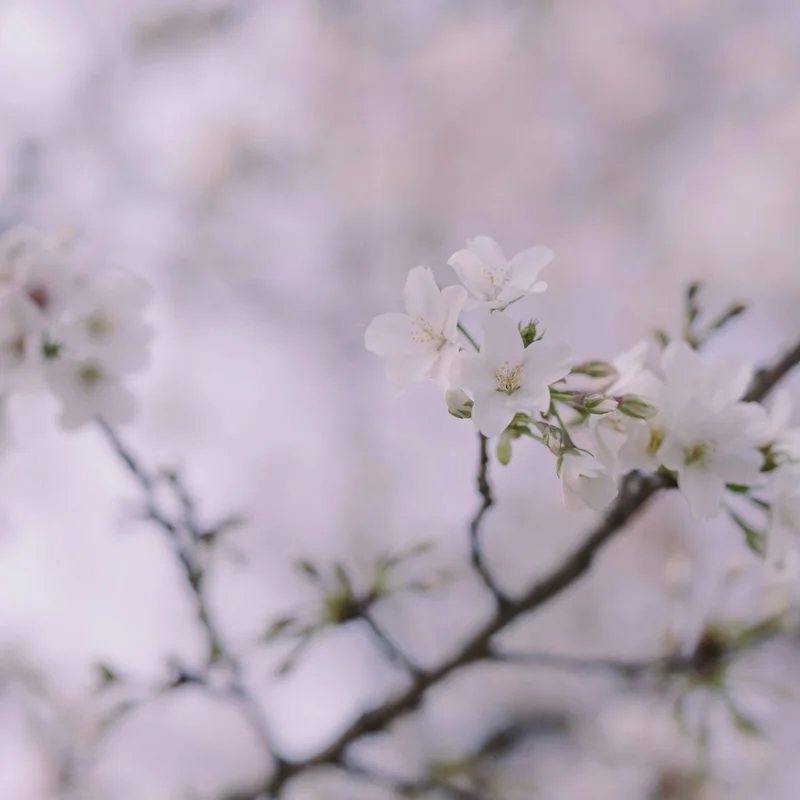 不同季節約會提案：春夏秋冬各有特色的浪漫行程