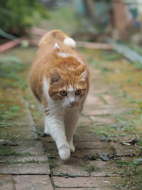 曖昧期多久才正常？各階段時間軸完整解析