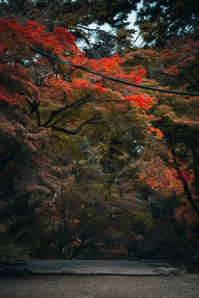 戶外約會地點大全：從公園散步到夜景觀賞的20個創意選擇
